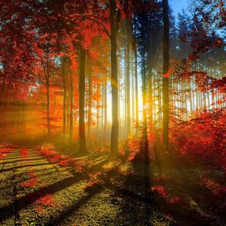 Sunset landscape scenery wallpaper