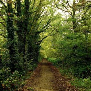 Path forest wallpaper