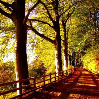 Path forest wallpaper