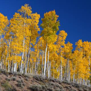 Quaking aspen trees leaves forest wallpaper