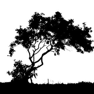 Lone tree silhouette wallpaper
