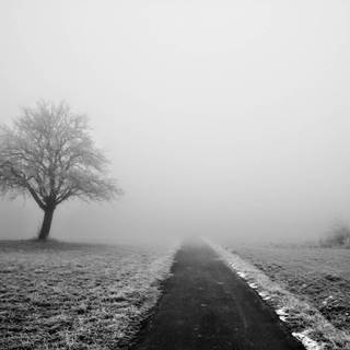 Lone tree silhouette wallpaper