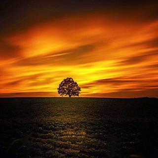 Lone tree silhouette wallpaper