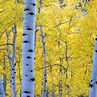 Birch trees autumn wallpaper