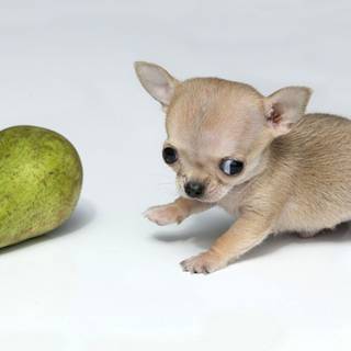 The smallest puppies wallpaper