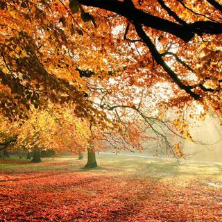 Autumn trees wallpaper