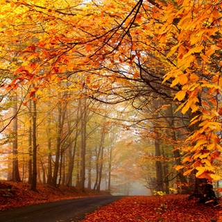 Autumn trees wallpaper