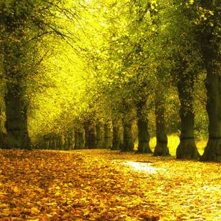 Autumn trees wallpaper