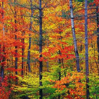 Vibrant fall colors wallpaper