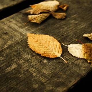 Golden falling leaves wallpaper