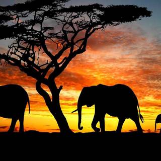 Group of elephants wallpaper