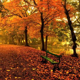 Park in the fall wallpaper