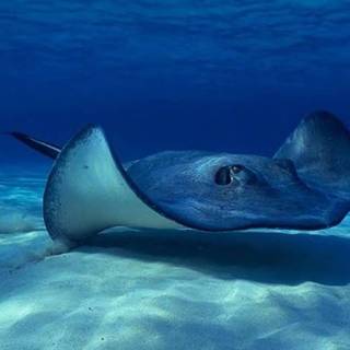 Stingray animal wallpaper