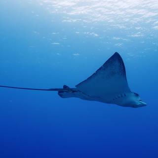 Stingray animal wallpaper