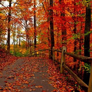 Pathway through autumn wallpaper