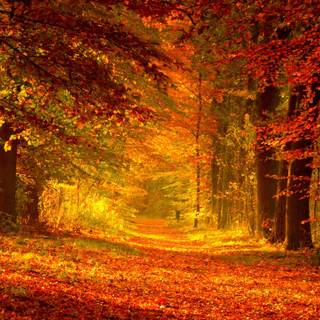 Pathway through autumn wallpaper