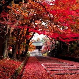 Pathway through autumn wallpaper