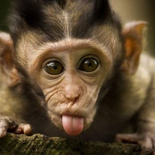 Monkey animal wallpaper