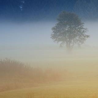 Tree fog landscape wallpaper