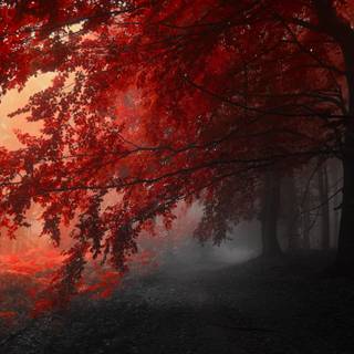 Tree fog landscape wallpaper