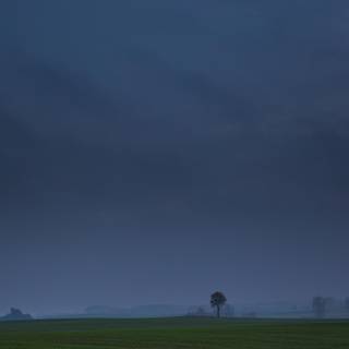 Tree fog landscape wallpaper