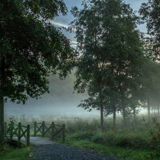 Tree fog landscape wallpaper