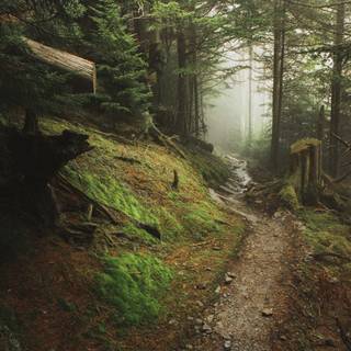 Appalachian Trail Vermont wallpaper
