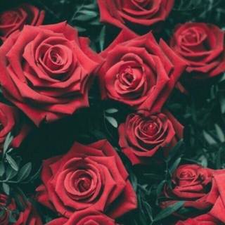 Flower aesthetic wallpaper