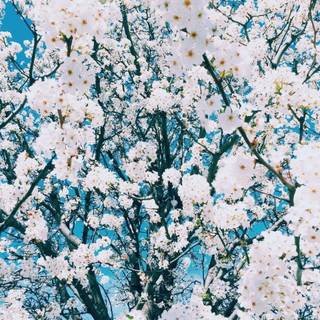 Flower aesthetic wallpaper