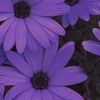 Flower aesthetic wallpaper