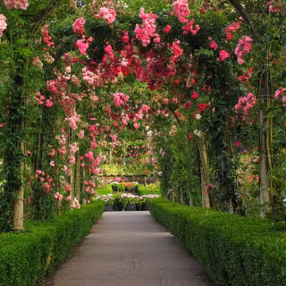 Rose and fence wallpaper