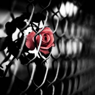 Rose and fence wallpaper