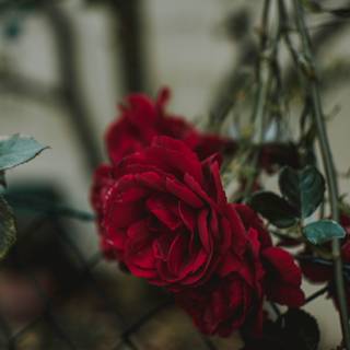 Rose and fence wallpaper