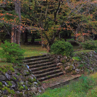 Forest park wallpaper