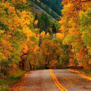 Forest park wallpaper