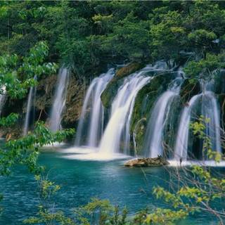 Naturalistic wallpaper