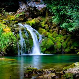 Naturalistic wallpaper