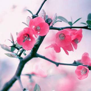 Trending iPad wallpaper