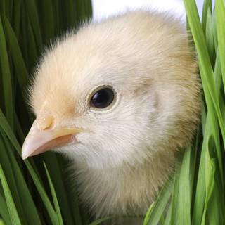 Chick wallpaper