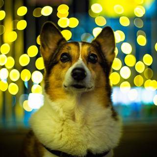 Corgis wallpaper