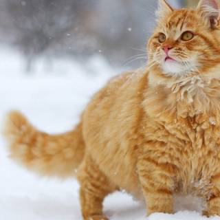 Orange cat laptop wallpaper