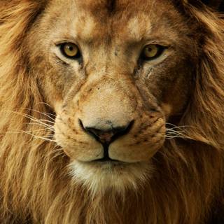 Angry lion wallpaper