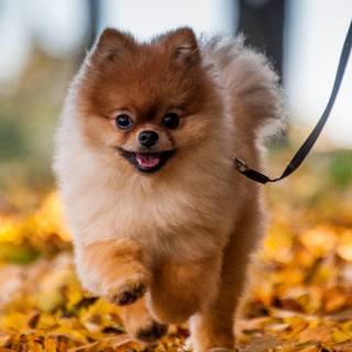 Fall animals wallpaper