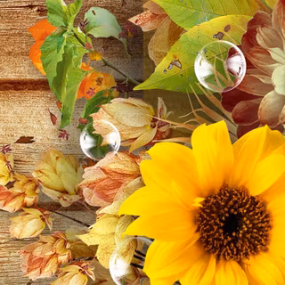 Sunflower Thanksgiving wallpaper