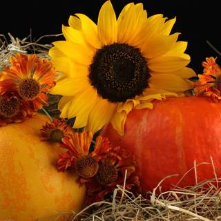 Sunflower Thanksgiving wallpaper