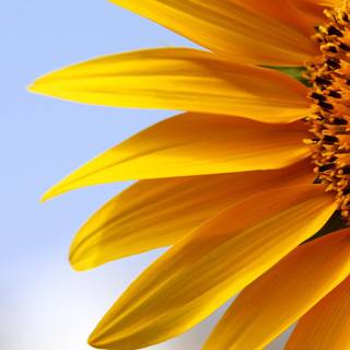 Sunflower Thanksgiving wallpaper