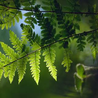 Green fern leaf wallpaper
