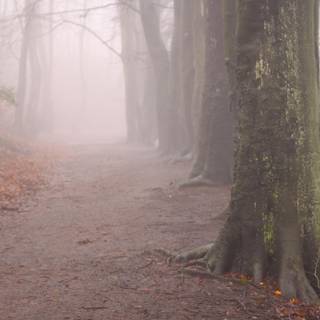 Autumn mist wallpaper