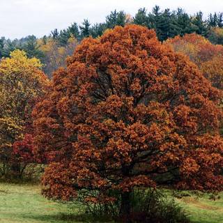 Relaxing forest wallpaper