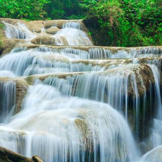 Relaxing forest wallpaper